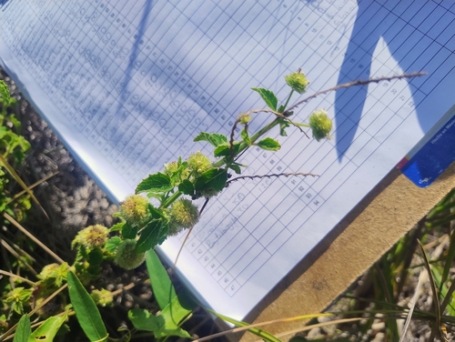 Hyptis capitata observed 2026-09-17