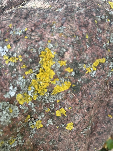 Common Sunburst Lichen