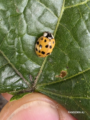 Asian Lady Beetle