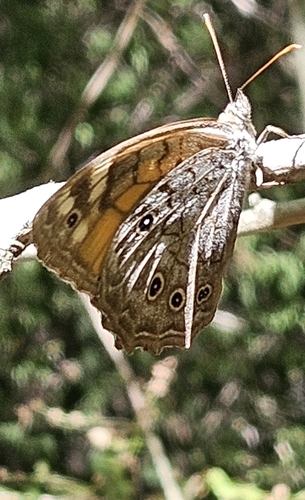 Lattice brown