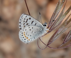Euphilotes bernardino
