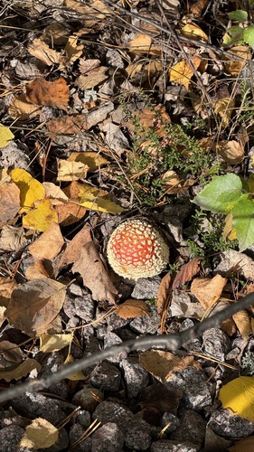 Fly Agaric