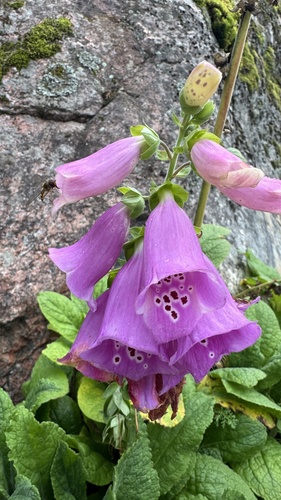purple foxglove
