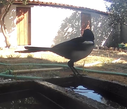 Eurasian Magpie