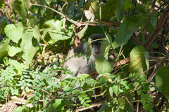 Chlorocebus aethiops