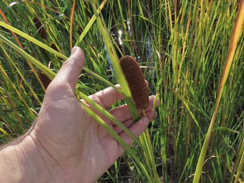 Typha laxmannii, photograph 4