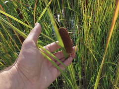 (c) Oleksandr Shynder, some rights reserved (CC BY) Typha laxmannii, photograph (c) Oleksandr Shynder, some rights reserved (CC BY)