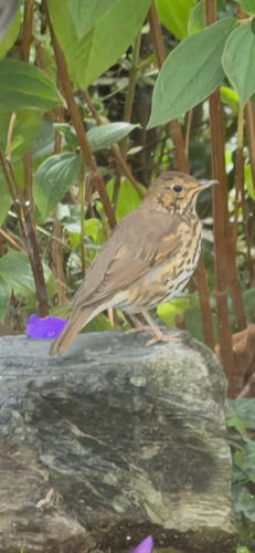 Song Thrush