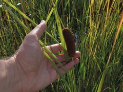 (c) Oleksandr Shynder, some rights reserved (CC BY) Typha laxmannii, photograph (c) Oleksandr Shynder, some rights reserved (CC BY)