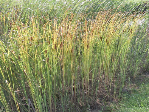 Typha laxmannii, photograph 1