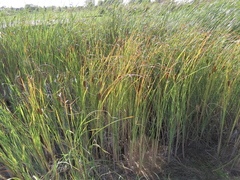 (c) Oleksandr Shynder, some rights reserved (CC BY) Typha laxmannii, photograph (c) Oleksandr Shynder, some rights reserved (CC BY)