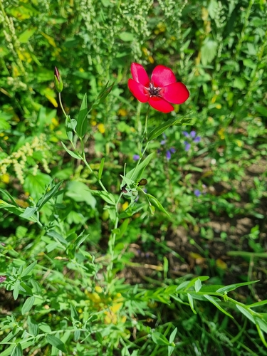 Scarlet Flax