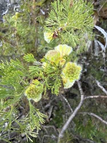 Petrophile serruriae