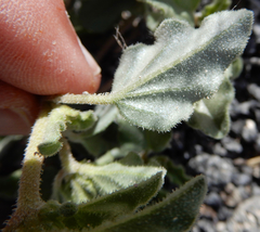 Acleisanthes diffusa