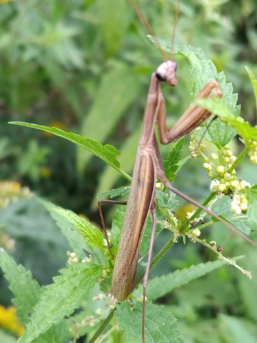 European Mantis