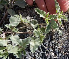 Acleisanthes diffusa