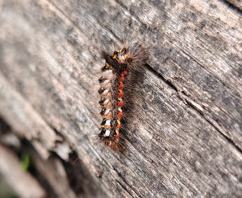 Knot Grass Moth