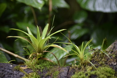 Tillandsia utriculata