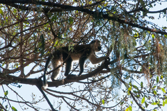 Chlorocebus aethiops