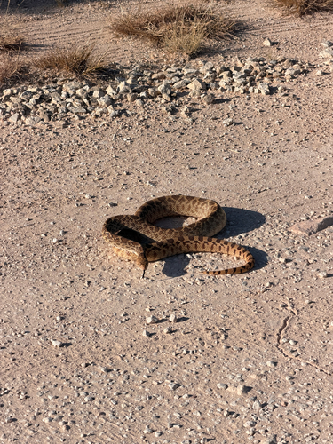 Gopher Snake