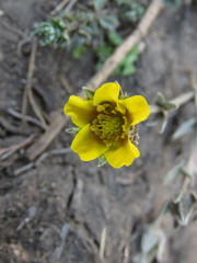 Potentilla candicans
