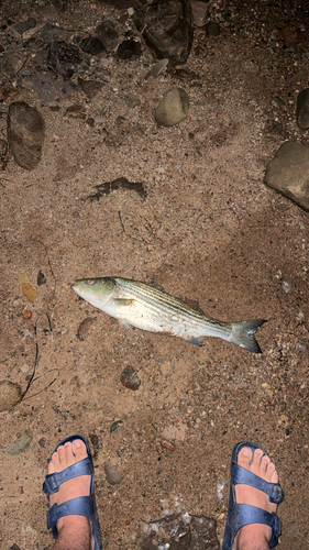 Striped Bass