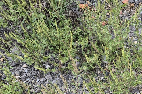 common ragweed