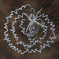 Argiope mascordi