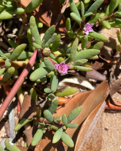 Sesuvium portulacastrum