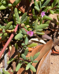 Sesuvium portulacastrum