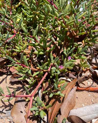 Sesuvium portulacastrum, photograph 2