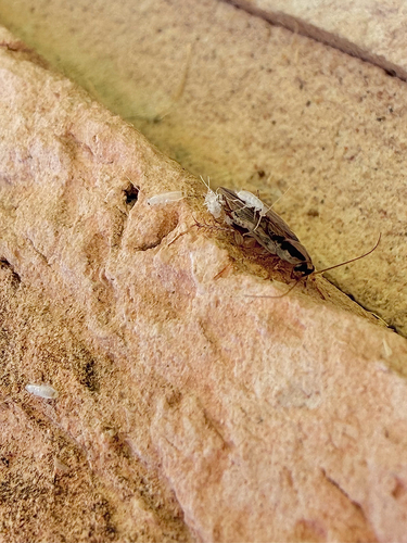 Field Cockroach