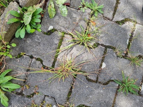 smooth crabgrass
