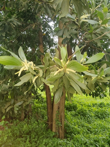 Big-leaved Acacia
