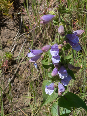 Penstemon glandulosus