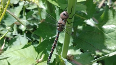 Rhionaeschna multicolor