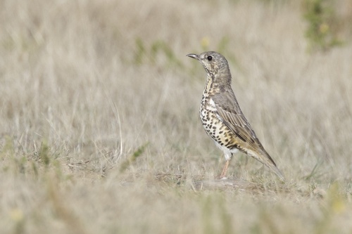 Mistle Thrush