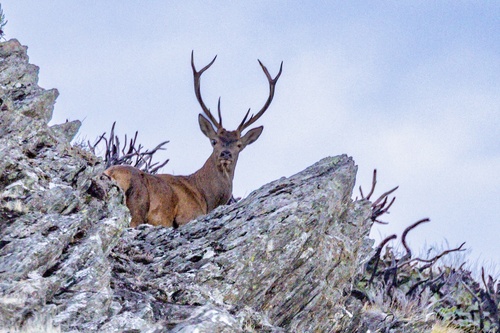Red Deer