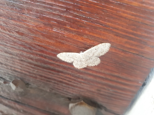 Small Dusty Wave