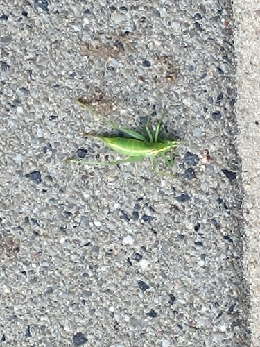 Southern Oak Bush-cricket