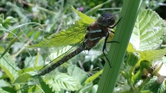 Rhionaeschna multicolor