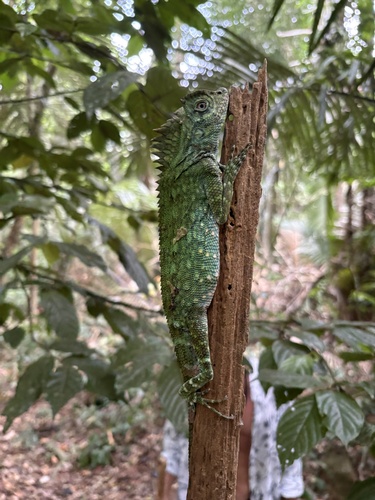 Gonocephalus chamaeleontinus observed 2026-09-18