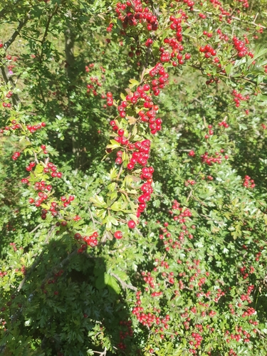 common hawthorn