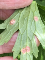 Puccinia pelargonii-zonalis