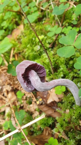 Amethyst Deceiver