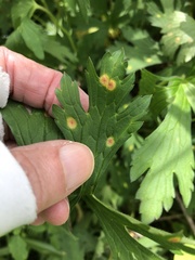 Puccinia pelargonii-zonalis