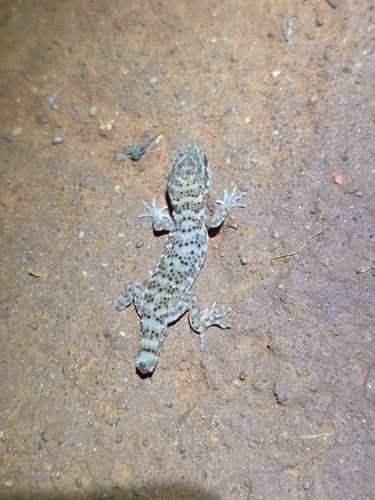 Common Prickly Gecko