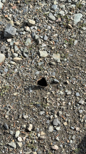 Mourning Cloak