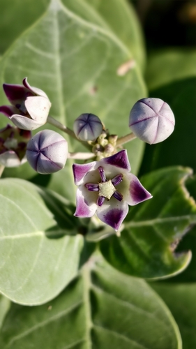 giant milkweed