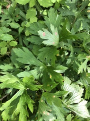 Puccinia pelargonii-zonalis